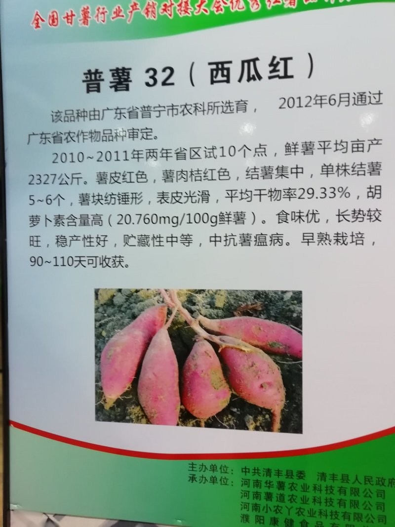 西瓜红红薯苗西瓜红地瓜苗上市，脱毒冷棚育苗，