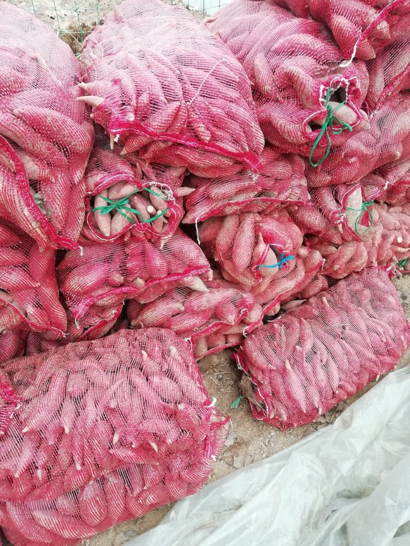 西瓜红红薯苗西瓜红地瓜苗上市，脱毒冷棚育苗，