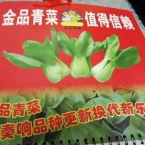 青梗菜种子