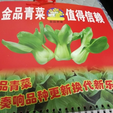 青梗菜种子