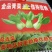 青梗菜种子