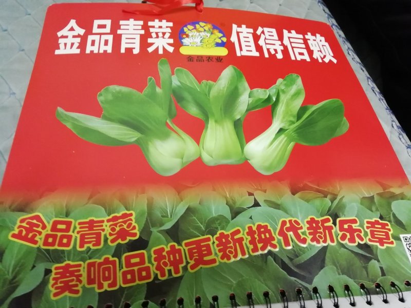 青梗菜种子