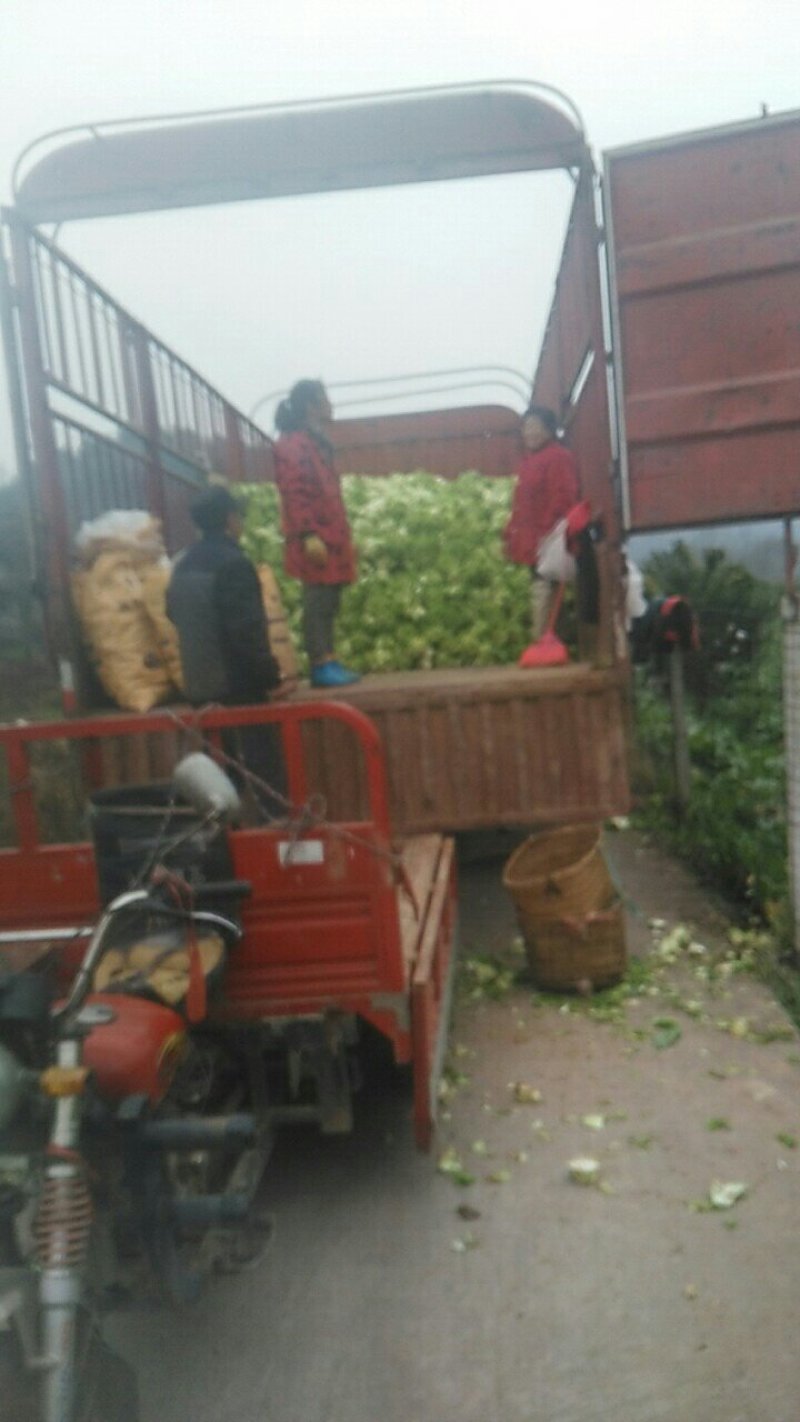 一百亩儿菜成熟了现在还有30亩了