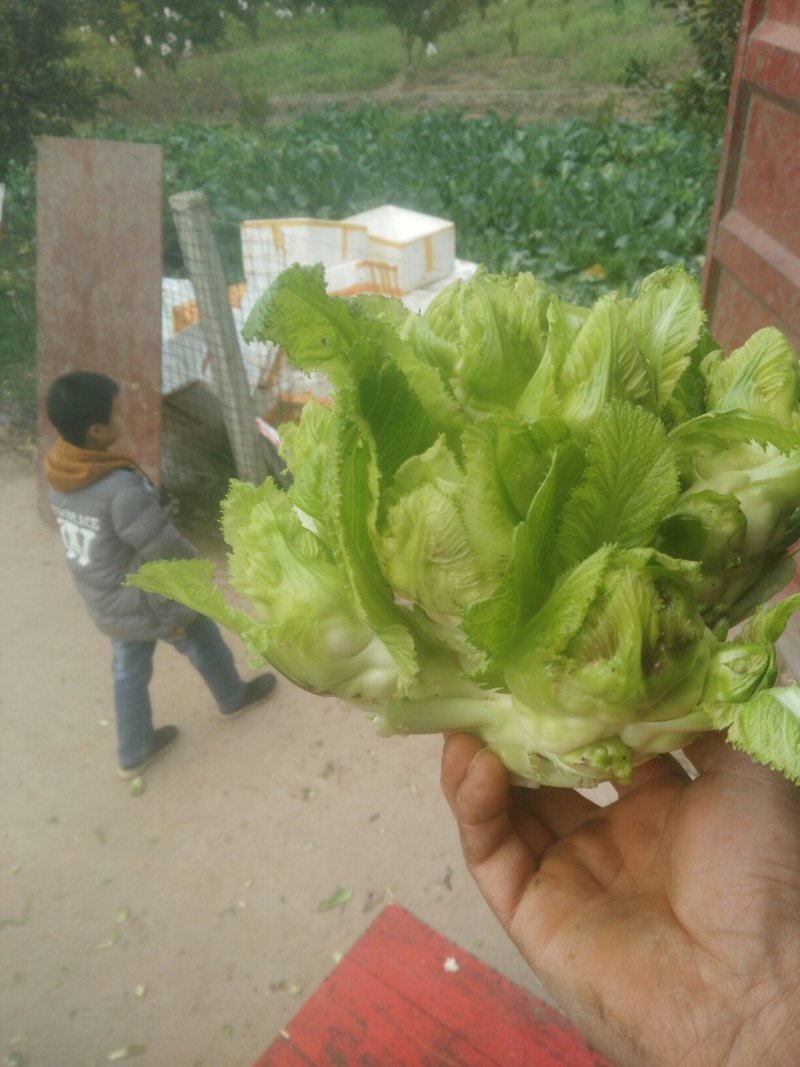 一百亩儿菜成熟了现在还有30亩了