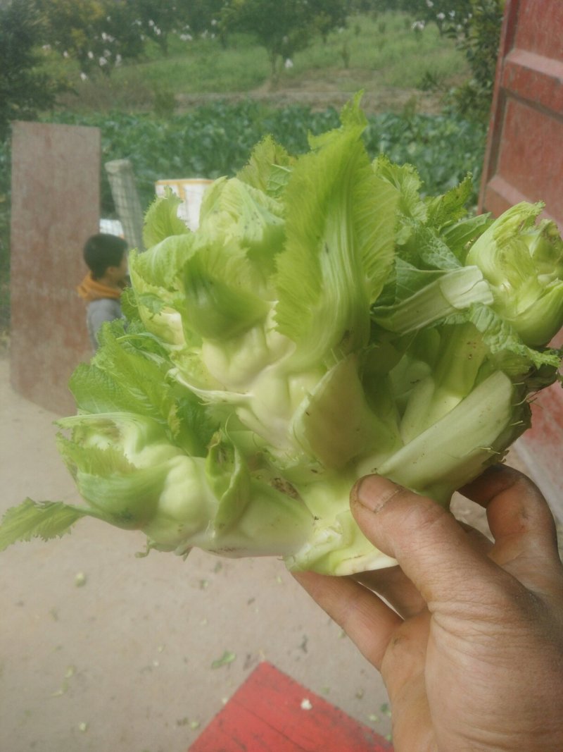 一百亩儿菜成熟了现在还有30亩了