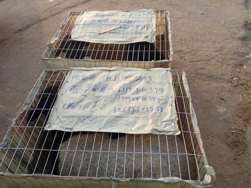 纯种杜波羊养殖基地带肚揣羔母羊，种公羊，羊苗质优价廉