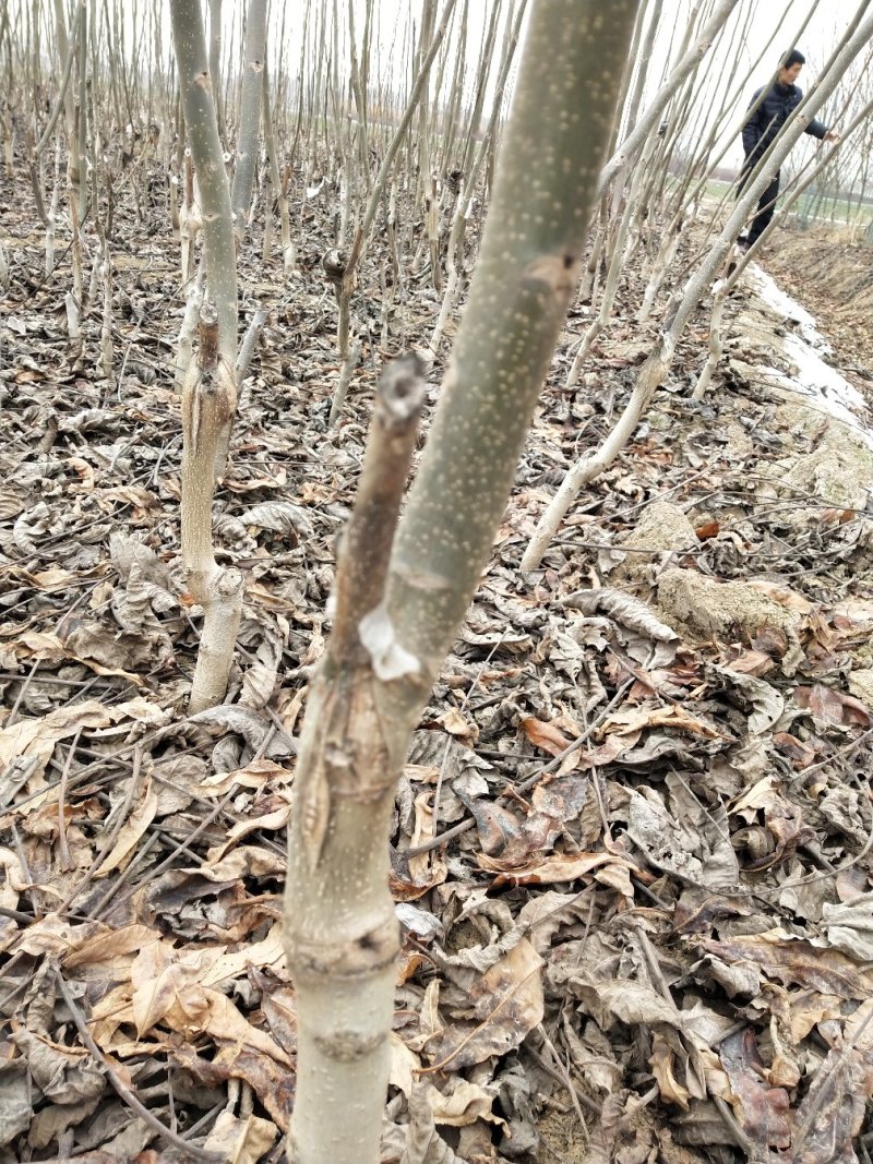 8518核桃苗1~2年，现挖现发货，提供技术指导