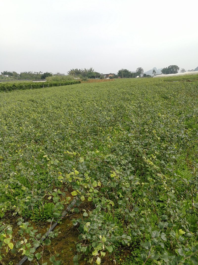 供应蜜丝枣苗、台南蜜枣苗、春雪蜜枣苗