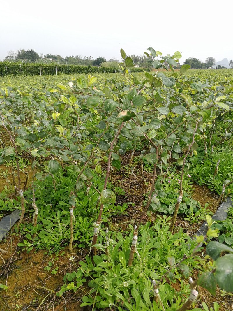 供应蜜丝枣苗、台南蜜枣苗、春雪蜜枣苗
