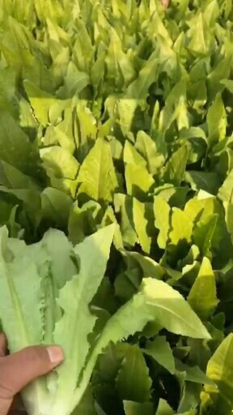 河北邯郸永年蔬菜产地，常年供应各种精品蔬菜、各种叶菜。