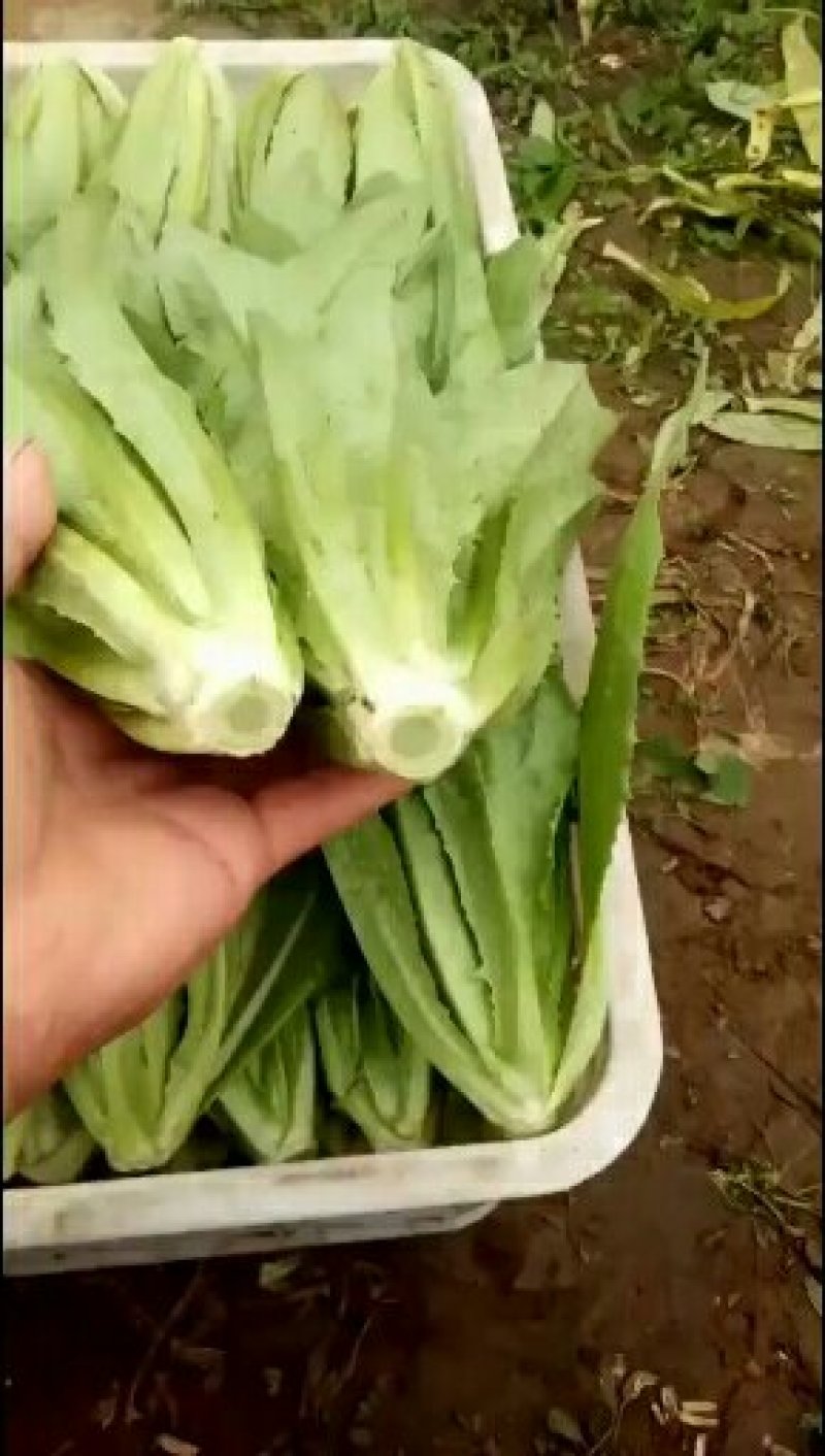 河北邯郸永年蔬菜产地，常年供应各种精品蔬菜、各种叶菜。