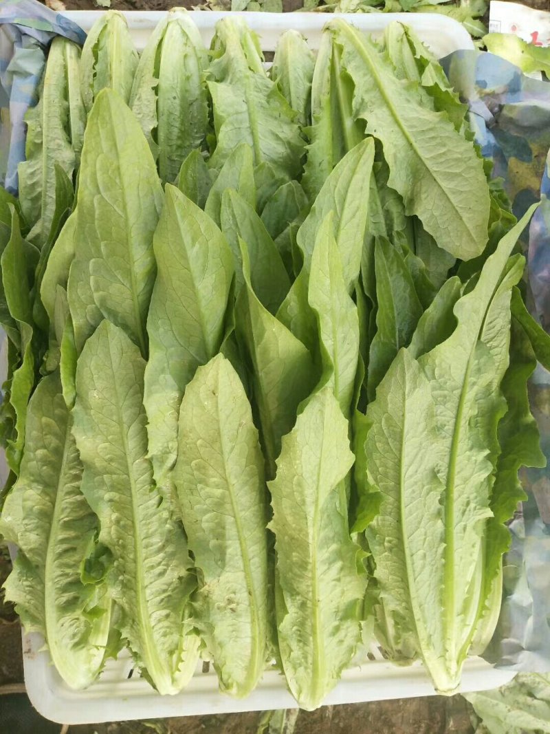 河北邯郸永年蔬菜产地，常年供应各种精品蔬菜、各种叶菜。