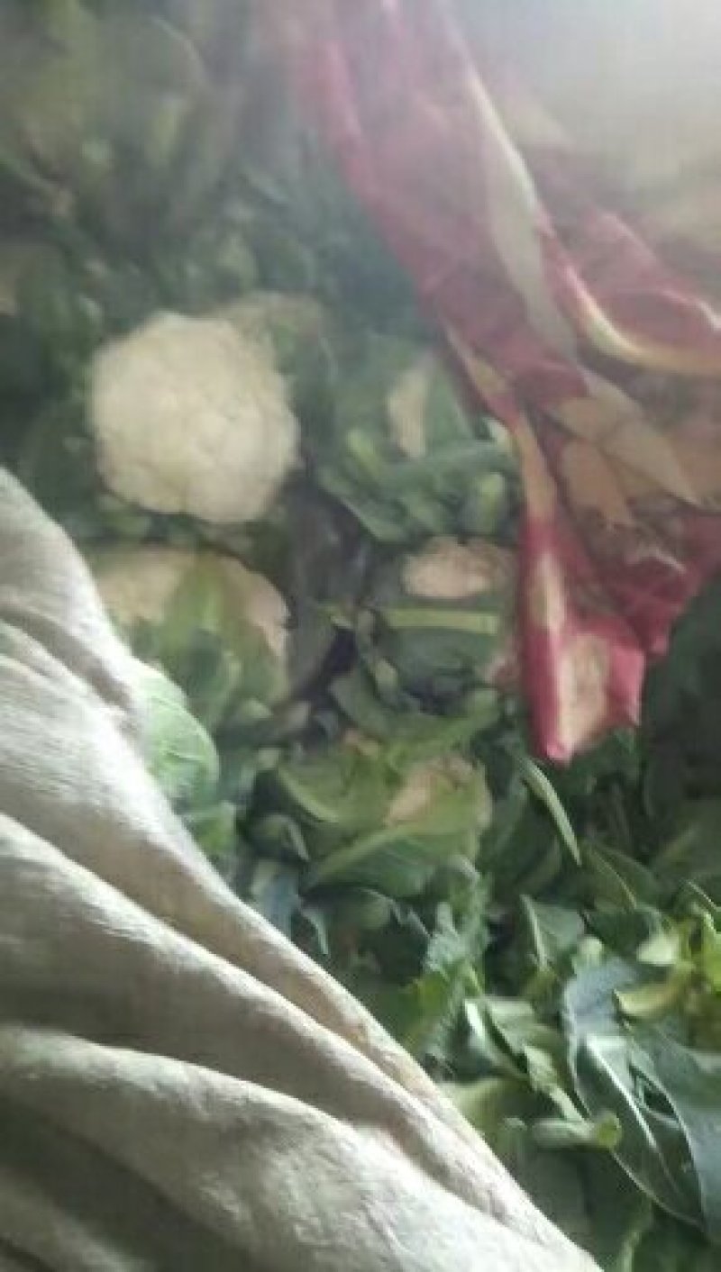 菜花