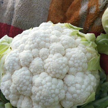 菜花