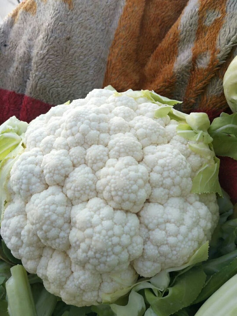 菜花