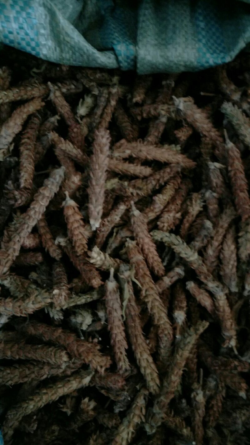 夏枯草