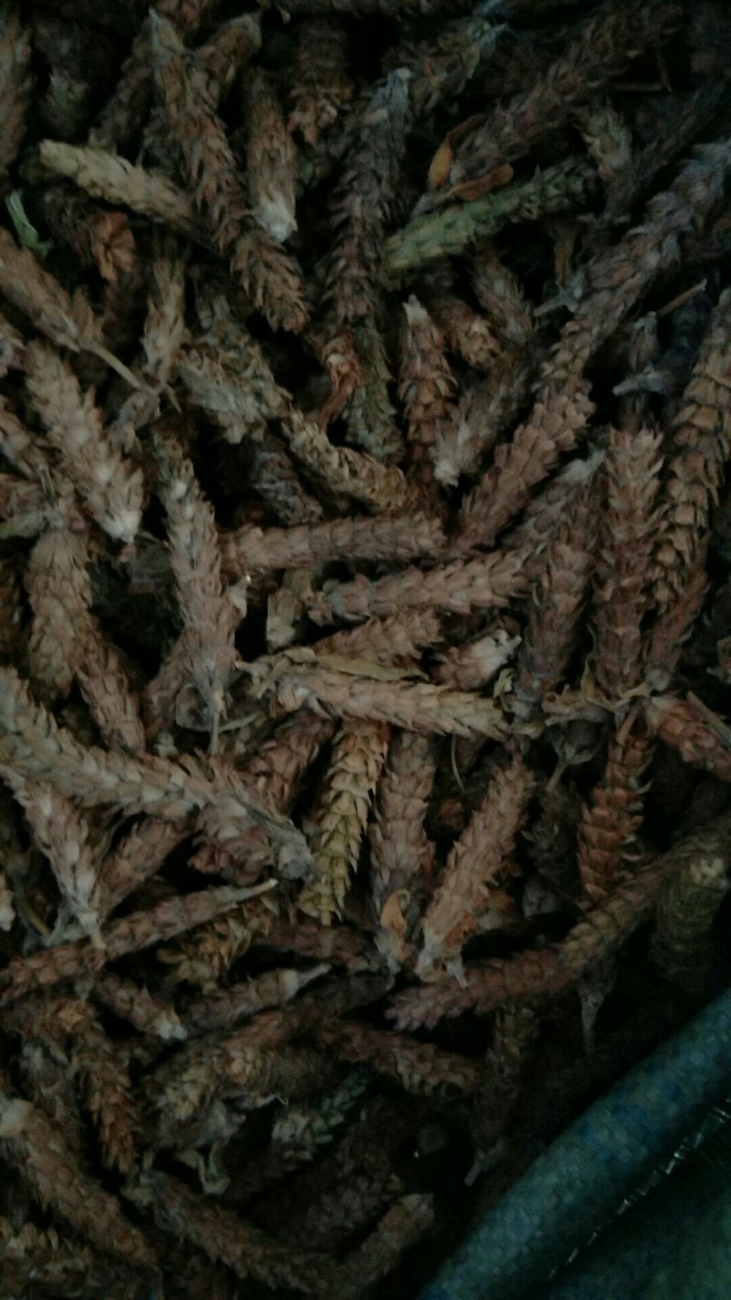 夏枯草