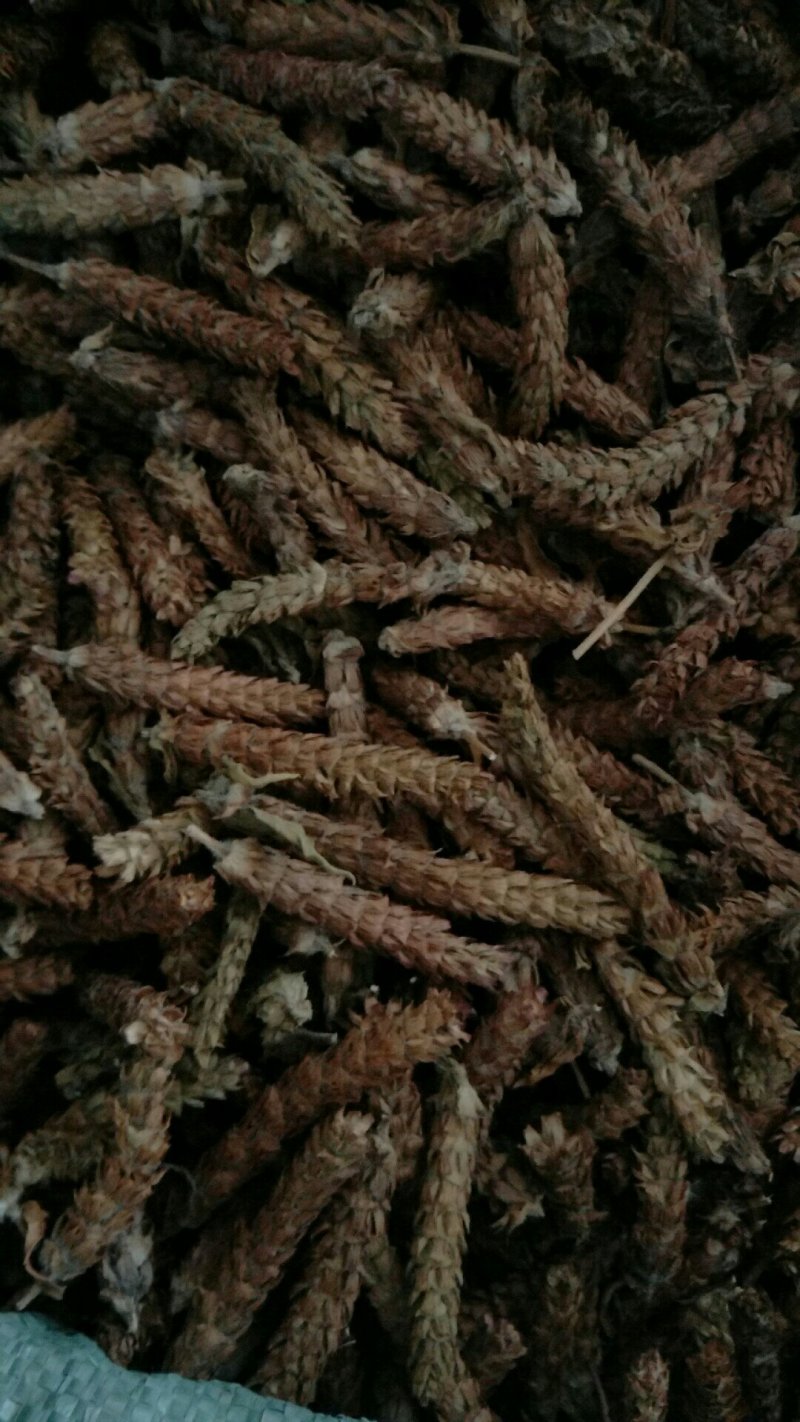 夏枯草
