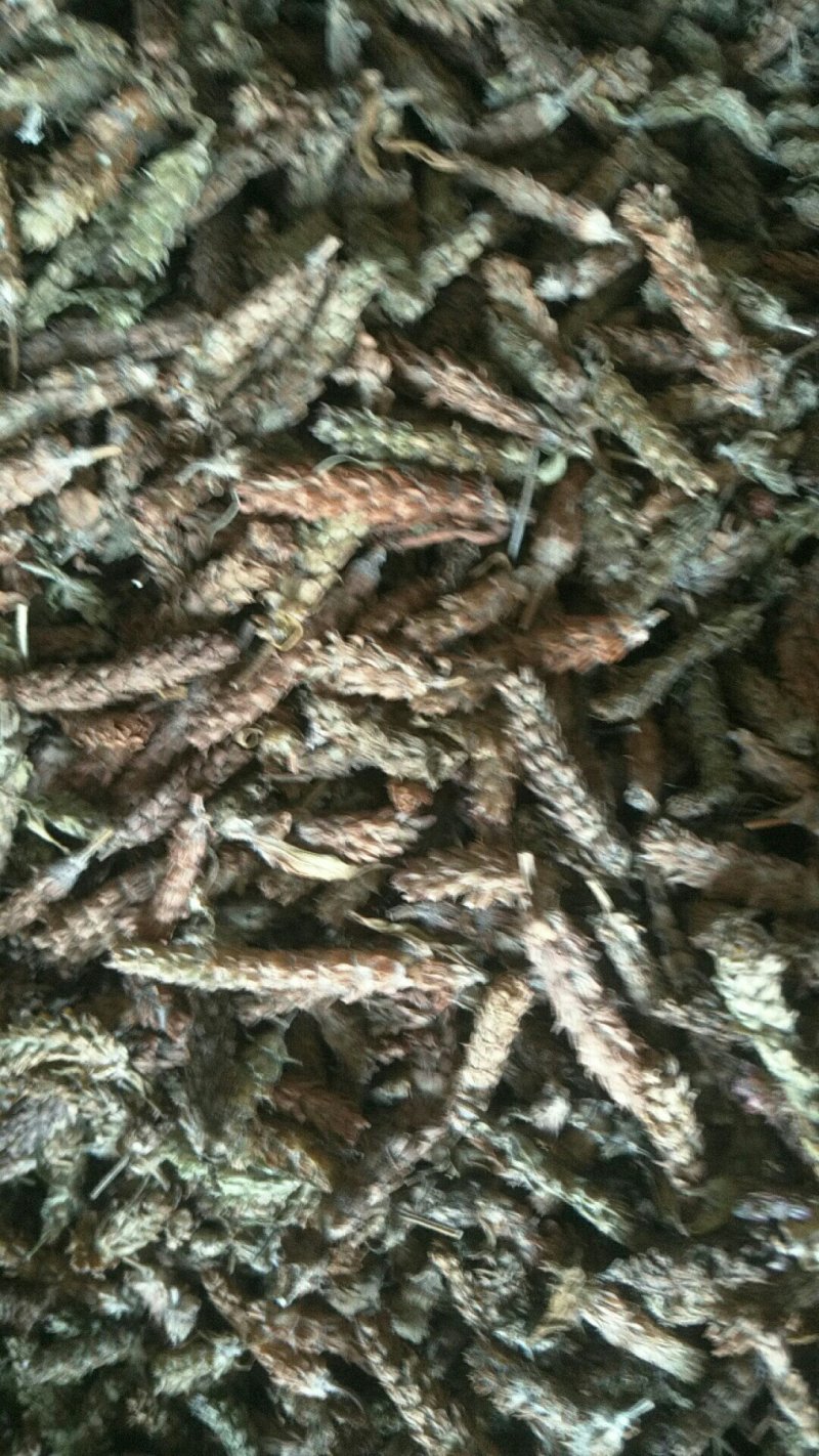 夏枯草