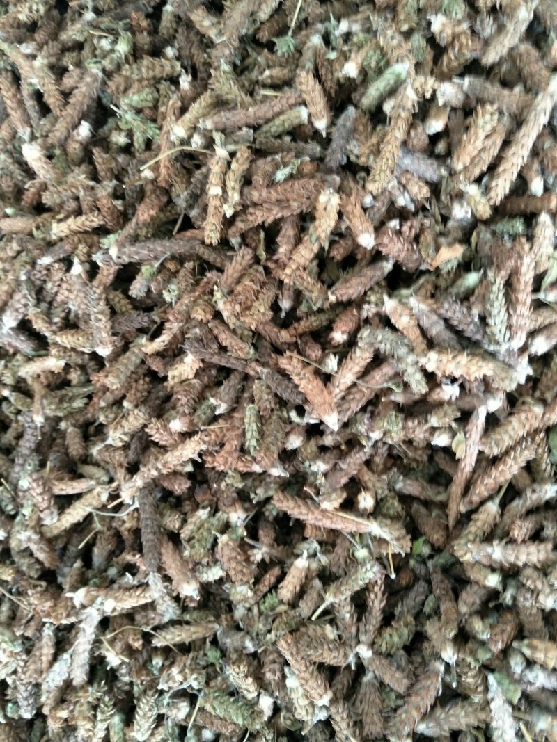 夏枯草