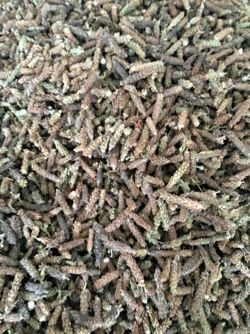 夏枯草