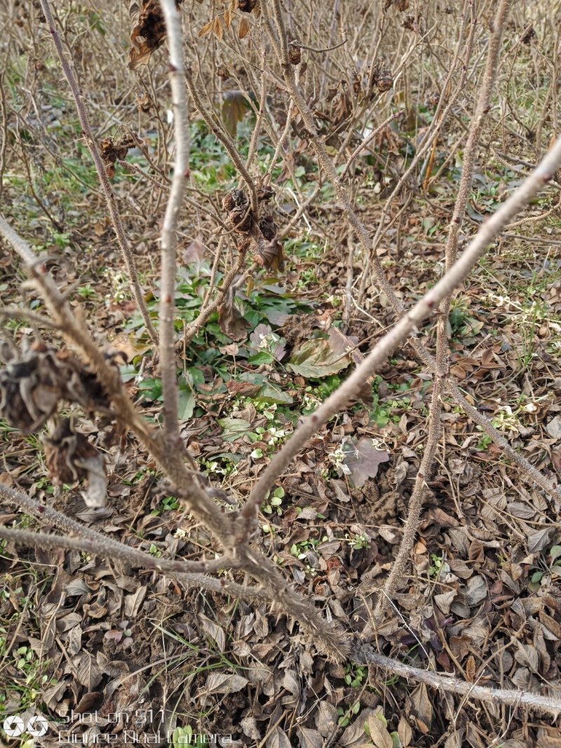 食用玫瑰