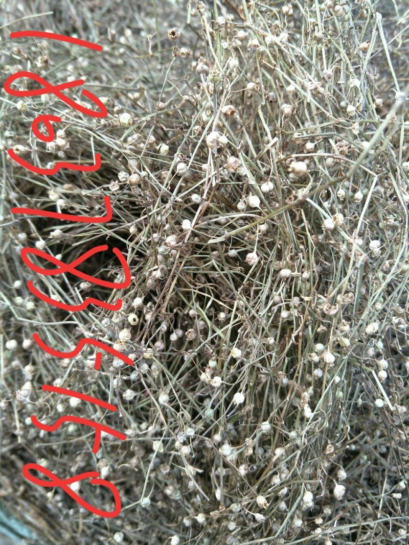 白花蛇舌草