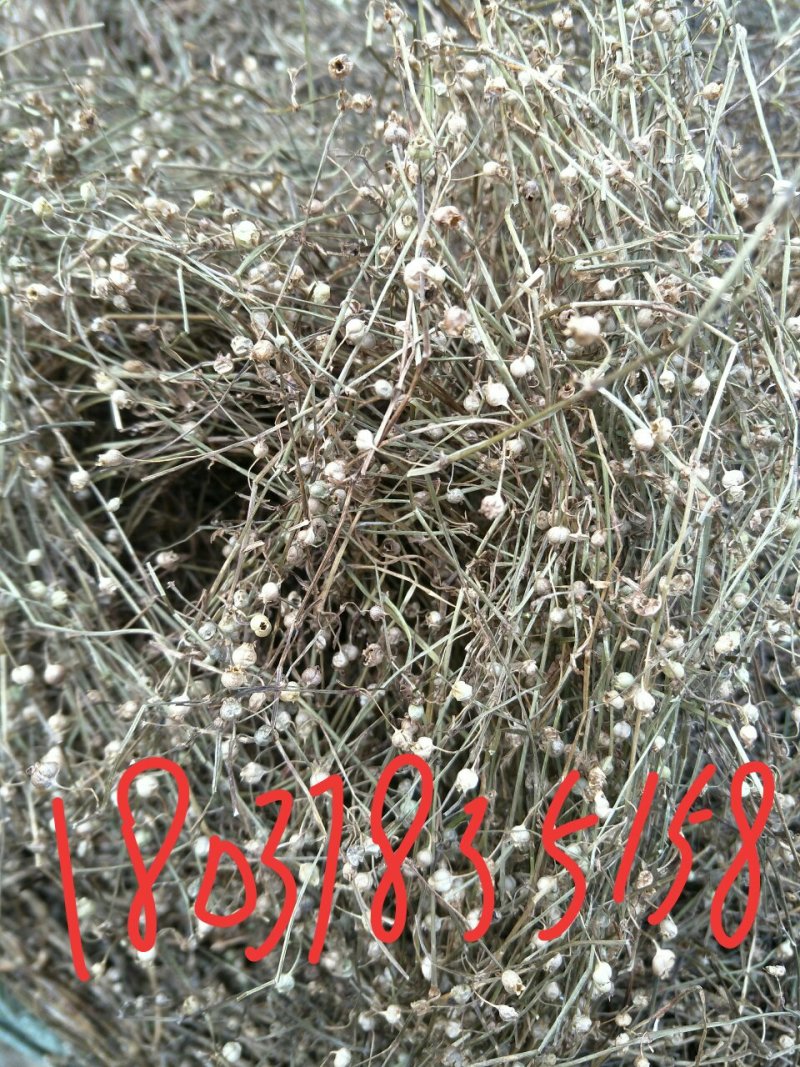 白花蛇舌草