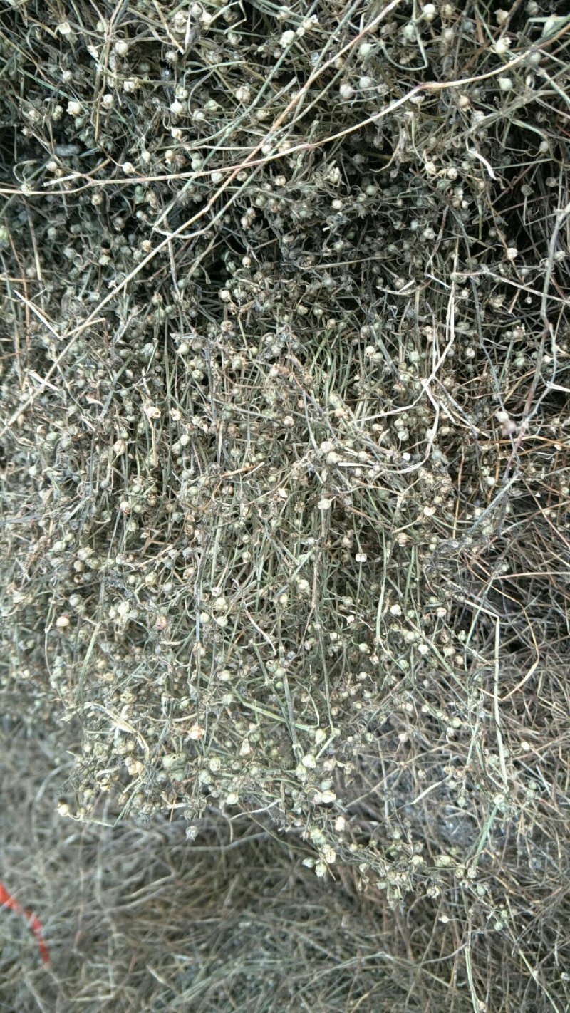 白花蛇舌草