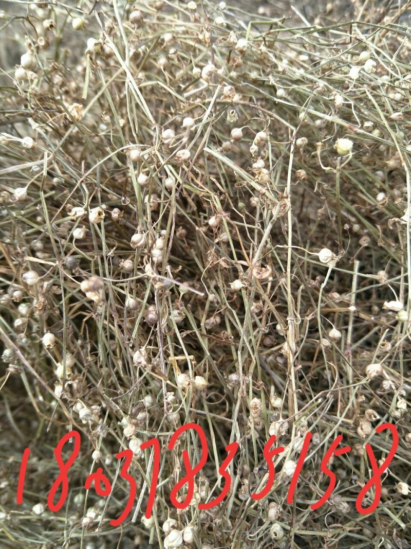 白花蛇舌草