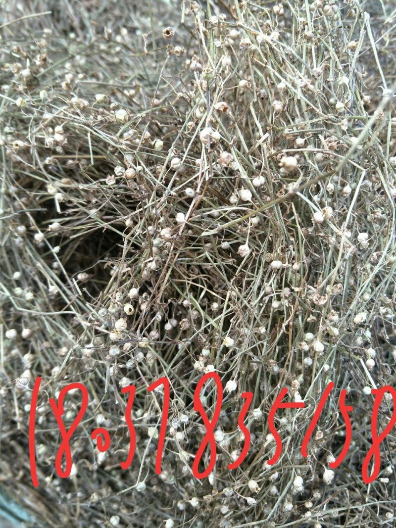 白花蛇舌草