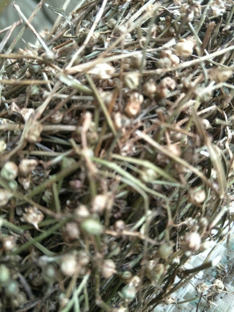 白花蛇舌草