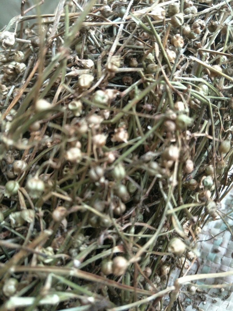 白花蛇舌草