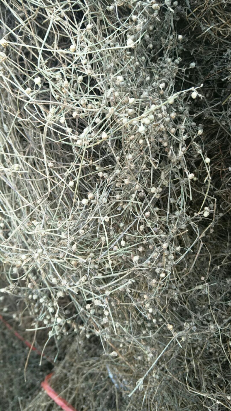 白花蛇舌草
