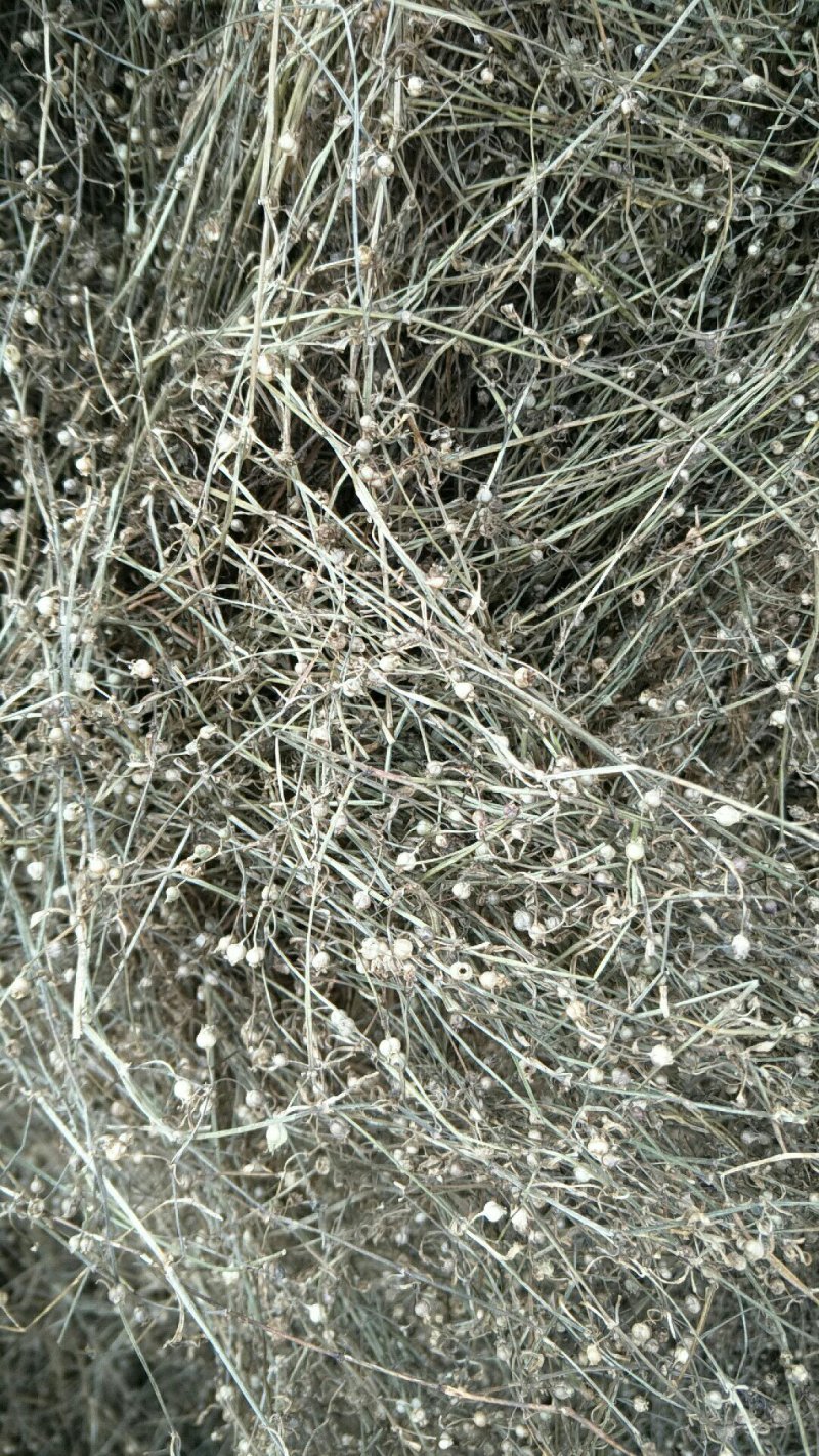 白花蛇舌草