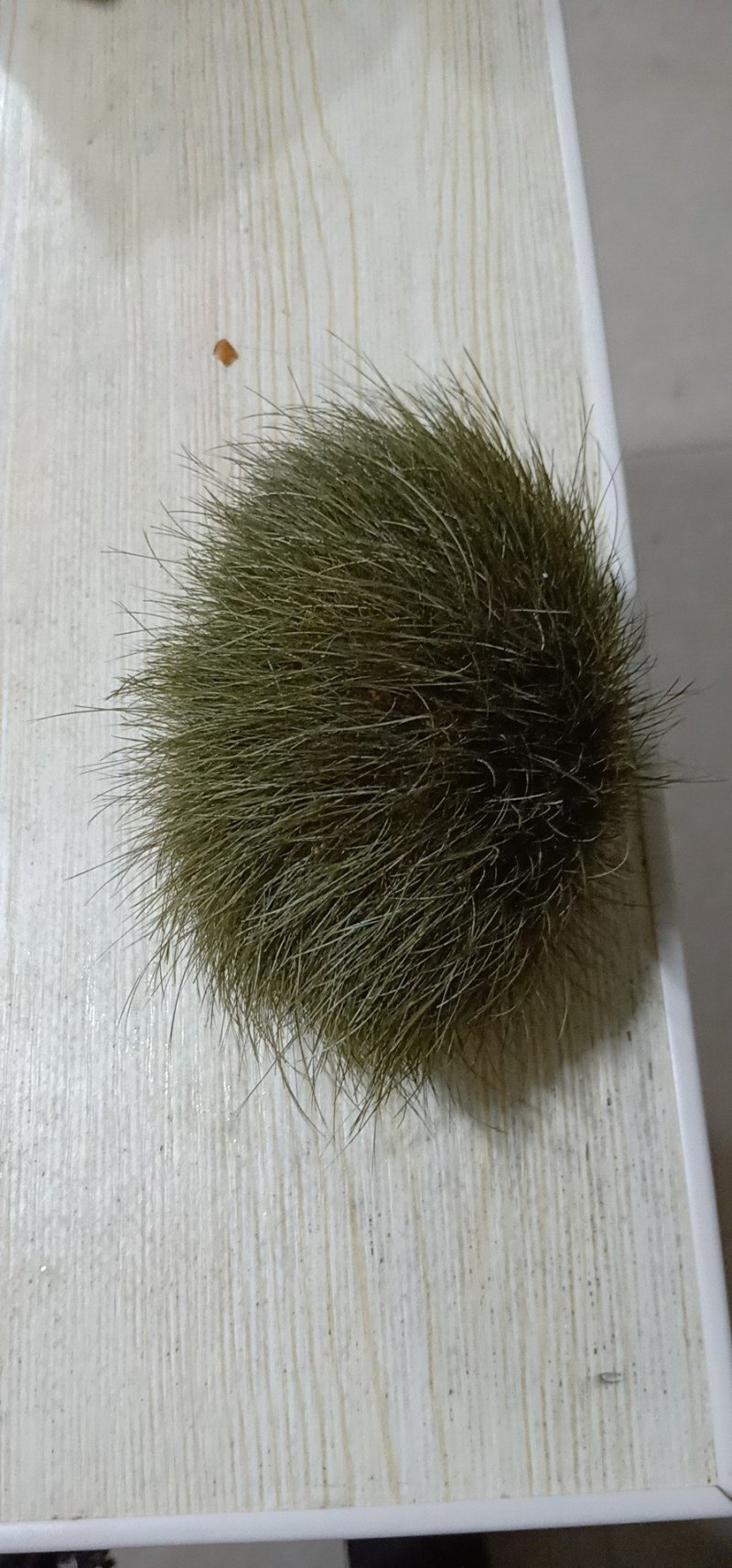 猪宝