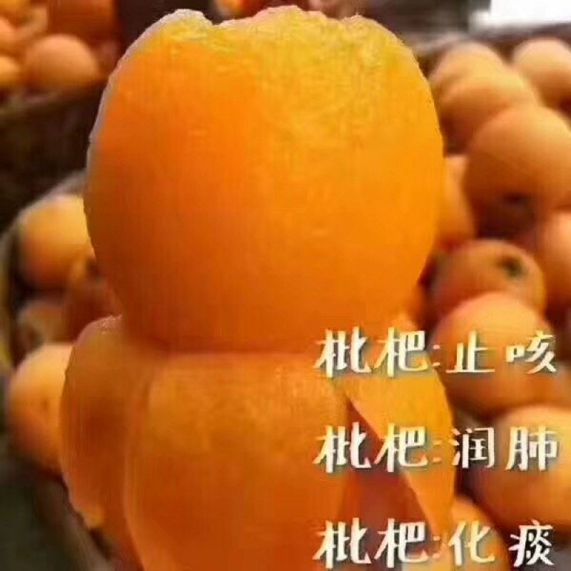 【枇杷】云霄枇杷产地直销可视频看货现摘现发全国发货