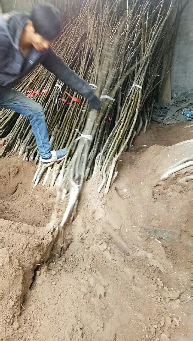 冬季沙藏嫁接核桃树，品种齐全。
