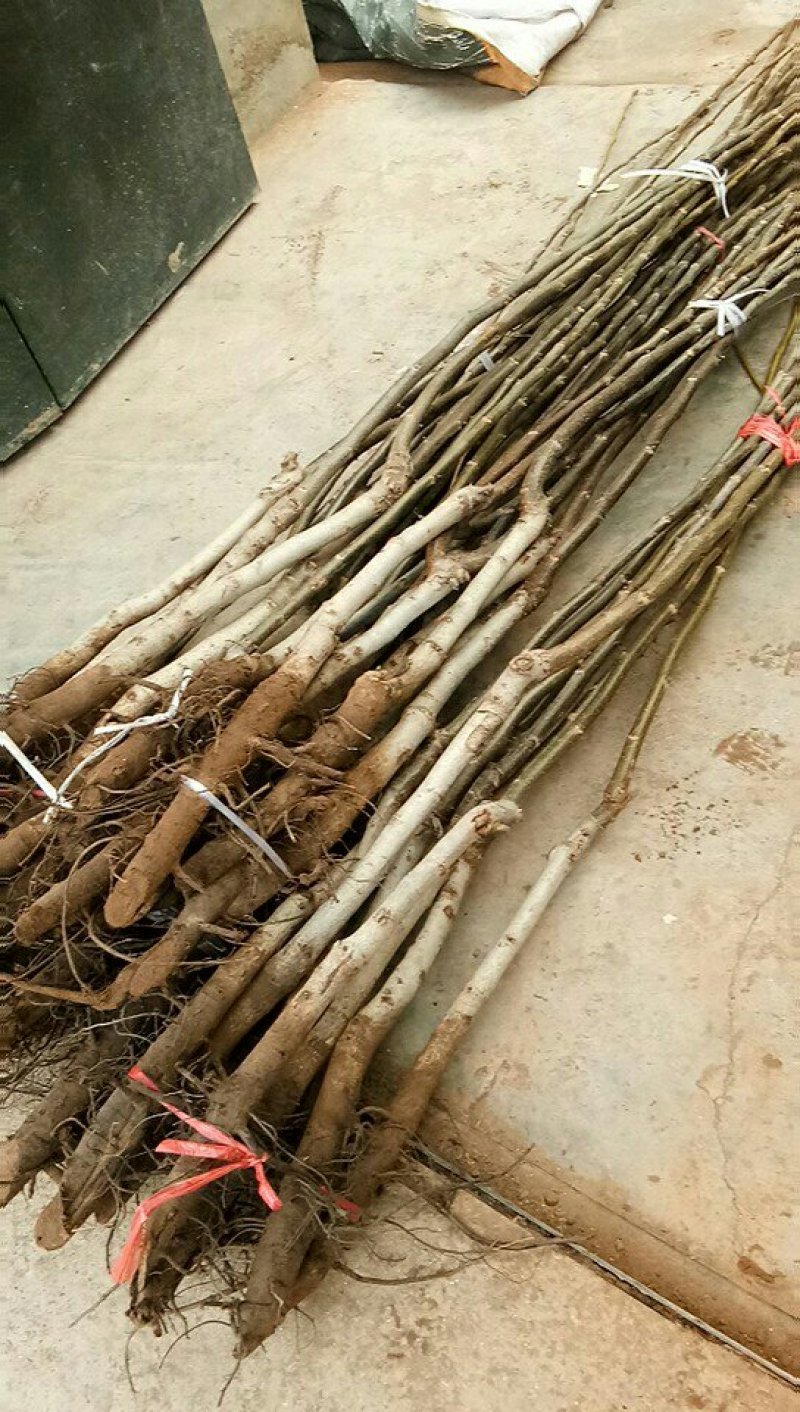 冬季沙藏嫁接核桃树，品种齐全。