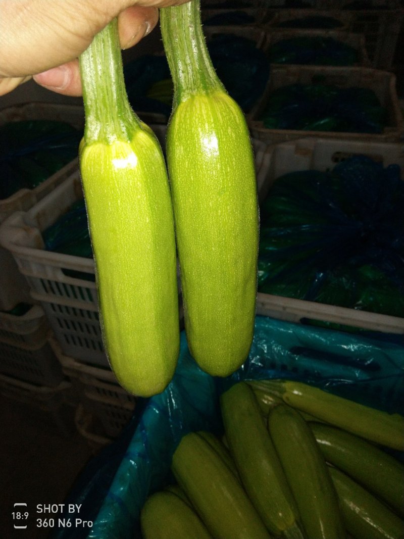 西葫芦