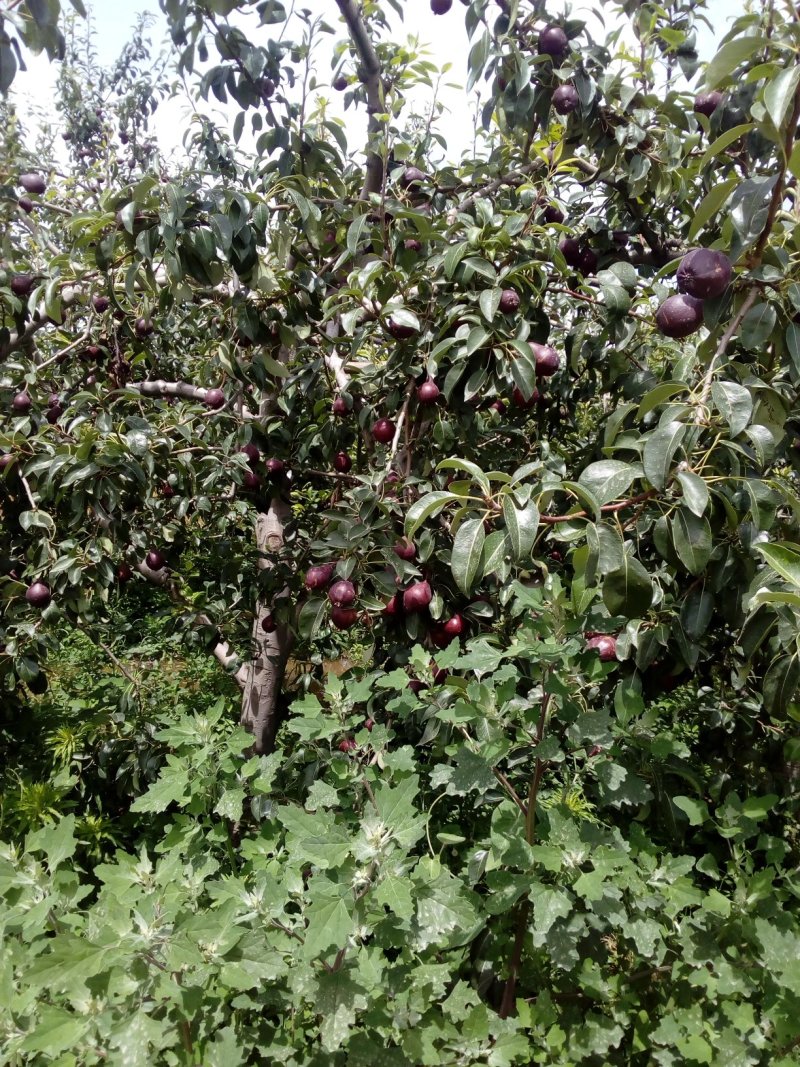 早红考蜜思梨，3两以上预售