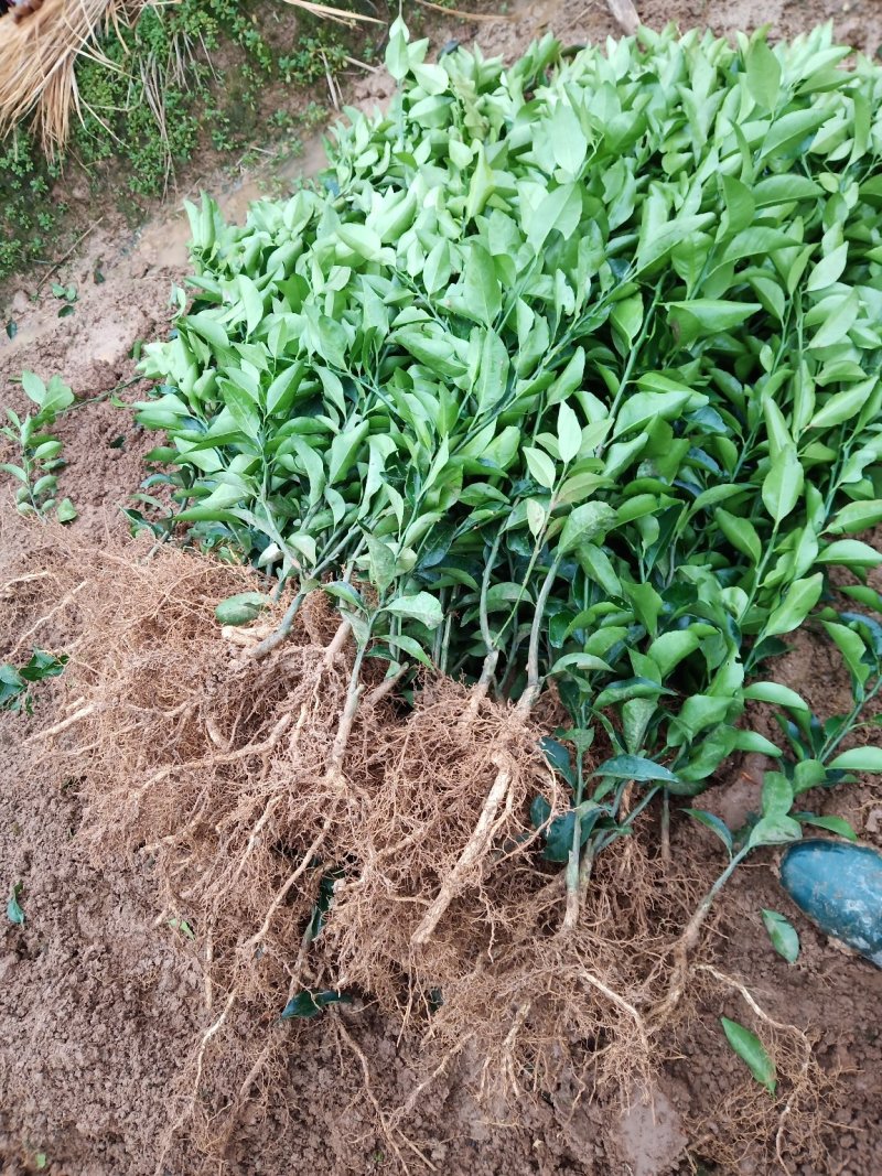 沙糖柑苗:苗场直供，可以视频看苗下单