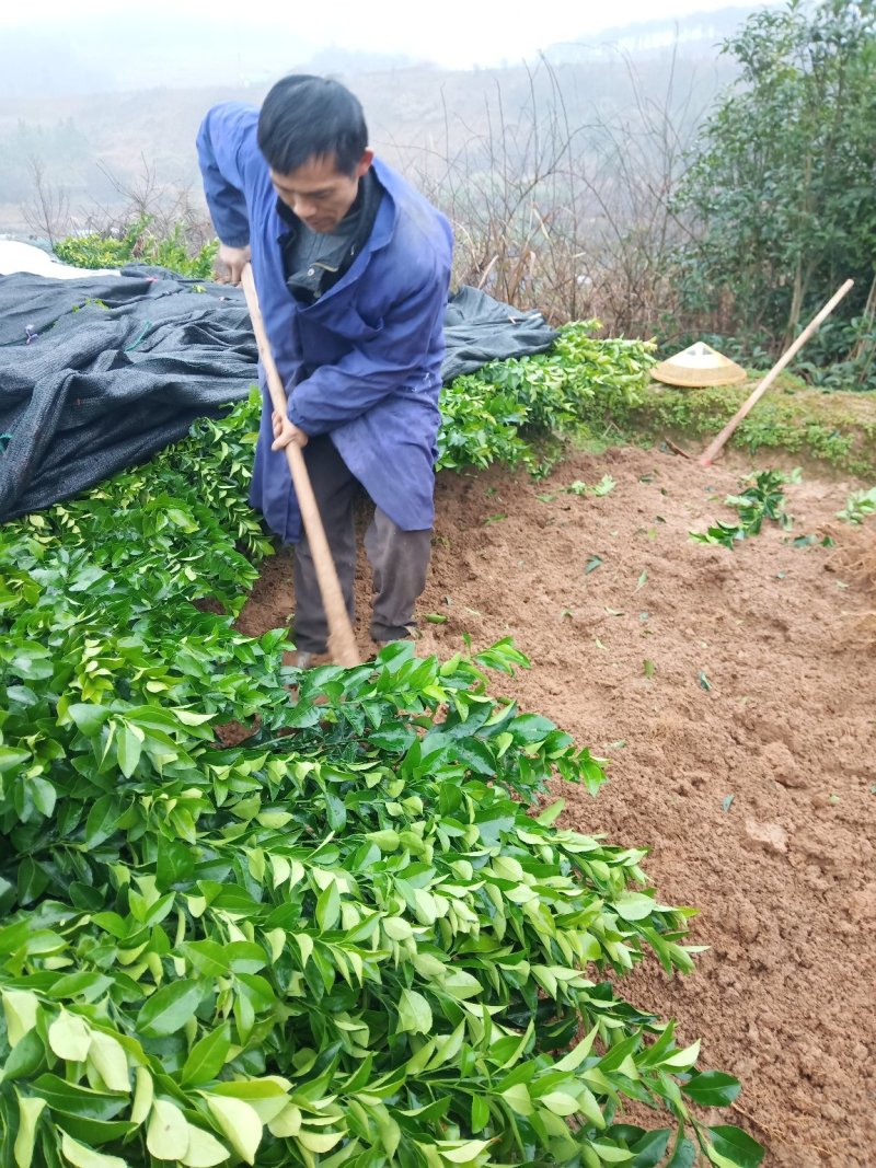 沙糖柑苗:苗场直供，可以视频看苗下单