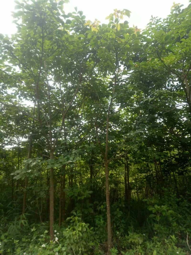 5年蓝花楹30块秋风树20块