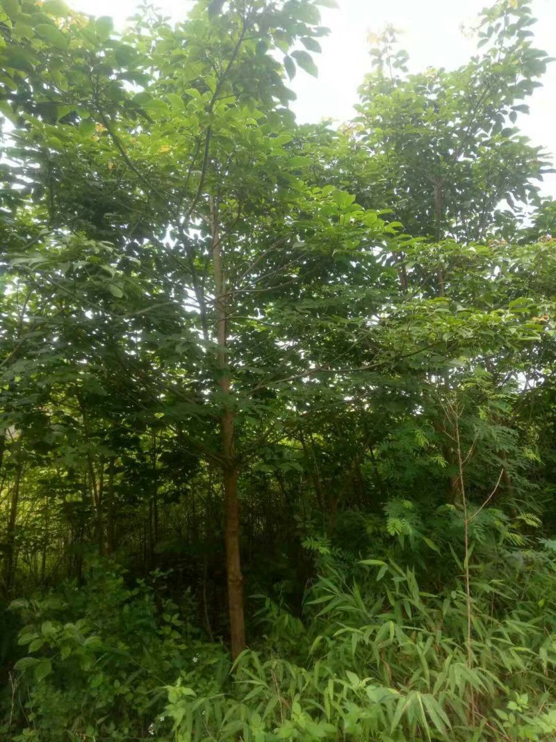 5年蓝花楹30块秋风树20块