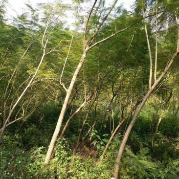 5年蓝花楹30块秋风树20块
