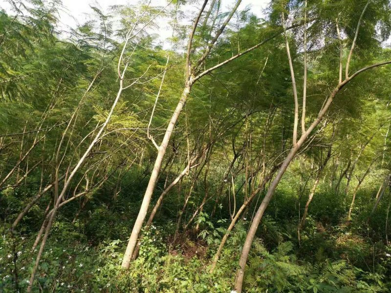 5年蓝花楹30块秋风树20块