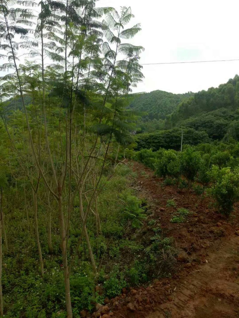 5年蓝花楹30块秋风树20块