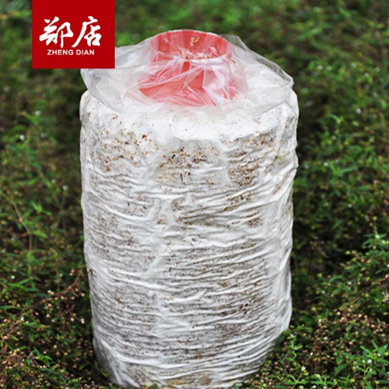 菌包，菌捧