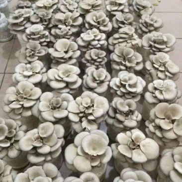 菌包，菌捧